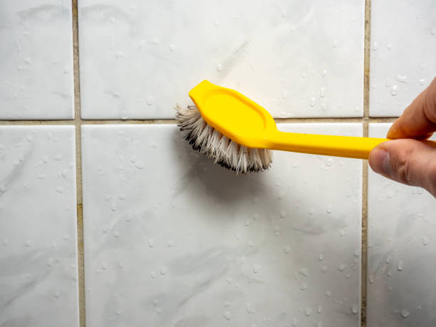 Best Toxic Mold Removal  in Antelope, CA