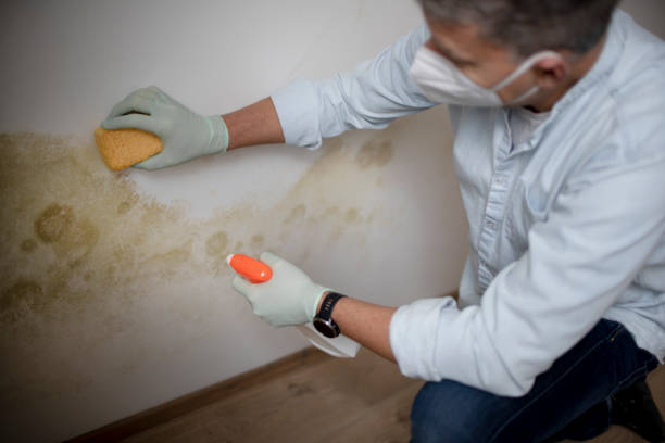 Best Mold Removal Company Near Me  in Antelope, CA