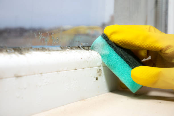 Best Black Mold Removal  in Antelope, CA