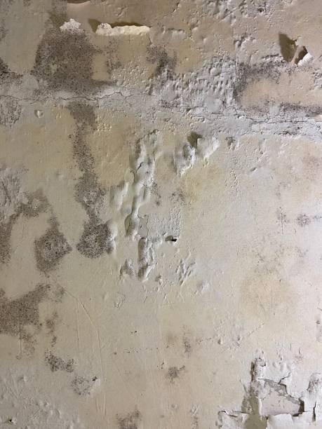 Best Commercial Mold Removal  in Antelope, CA