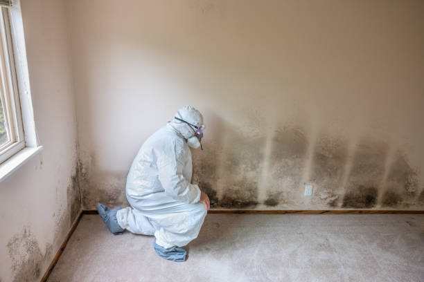 Best Office Mold Removal Services  in Antelope, CA