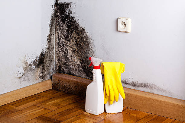 Best Professional Mold Removal  in Antelope, CA