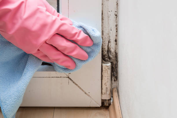 Best Emergency Mold Removal  in Antelope, CA
