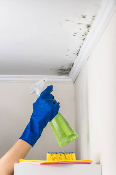 Best Mold Testing  in Antelope, CA